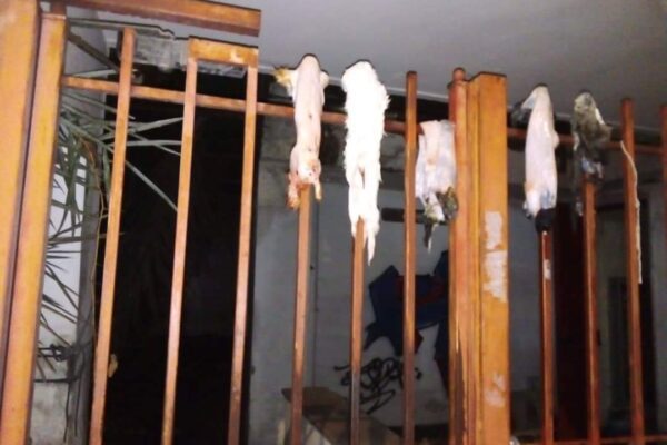 Scherzo macabro a Napoli, scarti di conigli appesi in strada: “Nauseata”