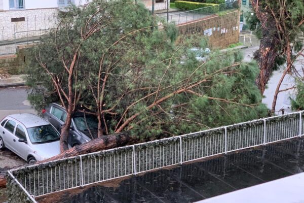 Maltempo, a Napoli crollano alberi: tragedia sfiorata in più quartieri