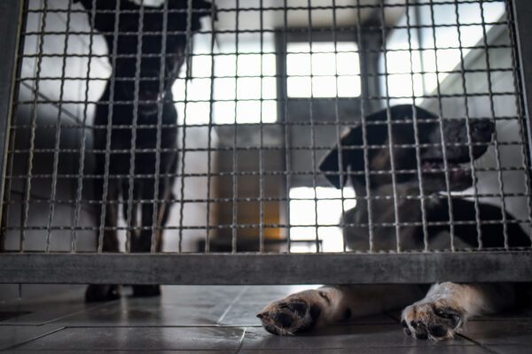 Canile abusivo, cuccioli costretti a vivere al buio