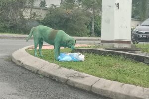 cane verde malesia