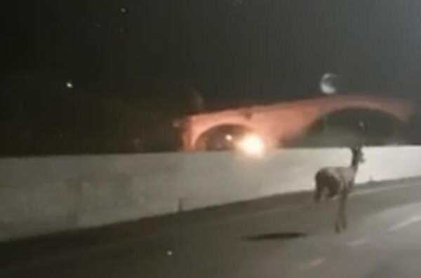 Insegue cervi con scooter che, spaventati, saltano giù da un ponte