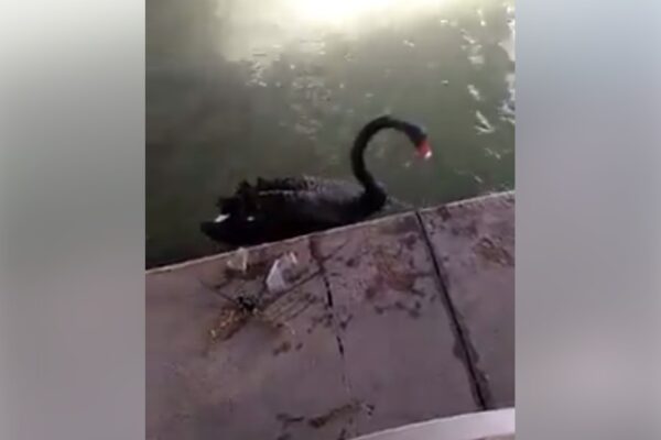 Cigno ambientalista pulisce un canale dalla plastica