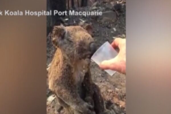 Koala ustionato e disidratato beve acqua dal bicchiere