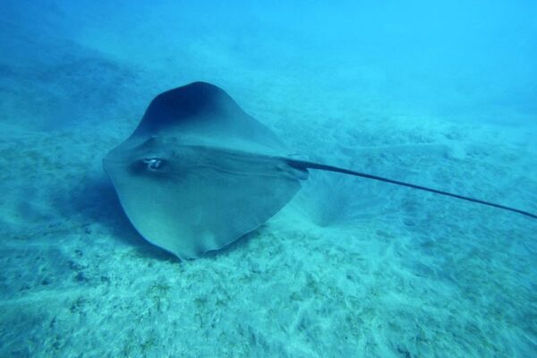 Ragazzino punto da manta, rientrato in Italia: “Risultati tra 12 mesi”