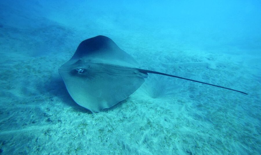 Ragazzino punto da manta, rientrato in Italia: “Risultati tra 12 mesi”