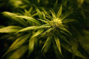 Cannabis: “Coltivare in casa non è un reato”, lo stabilisce la Cassazione