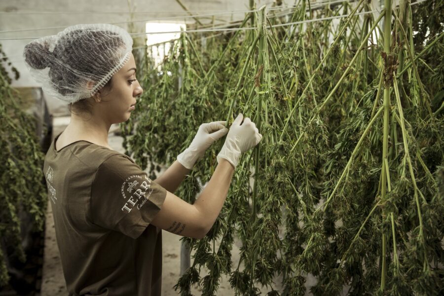 L’Onu conferma: “La cannabis ha valore terapeutico”, ma in Italia tanti pazienti rimangono senza