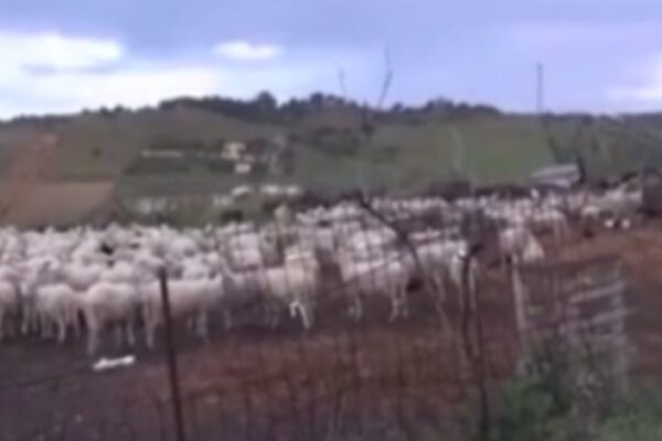 Gela, sequestrato gregge di pecore a presunto mafioso
