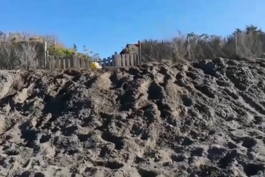 Grillo scava una fossa per gli auguri di Buon Anno