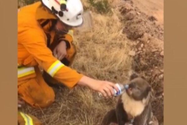 Incendi Australia: koala assetato, un vigile del fuoco gli dà da bere