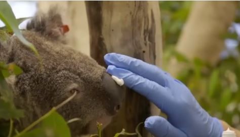 Koala ustionato viene curato