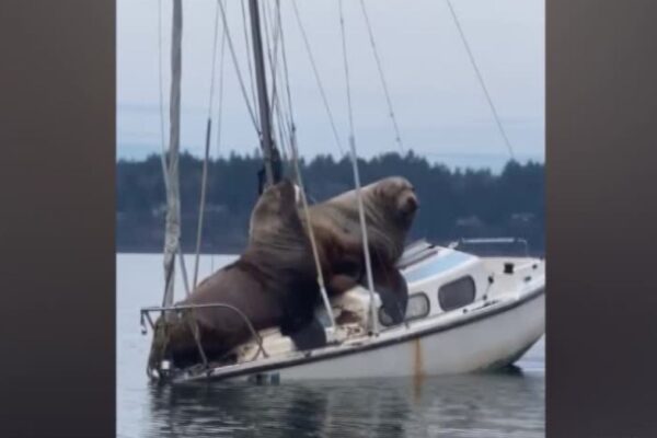 Usa: leoni marini in relax su una barca a vela, l’imbarcazione rischia di affondare