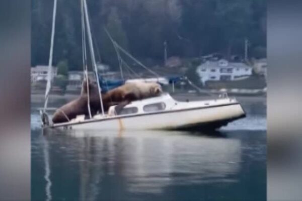 Leoni marini a spasso su una barca: il video virale fa il giro del mondo
