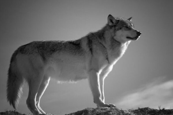 Ridateci i lupi e i leader, anche se famelici…