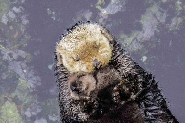 Mamma lontra protegge il piccolo dal freddo