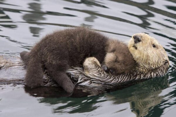 Mamma lontra protegge il figlio dal freddo, il video commuove il web