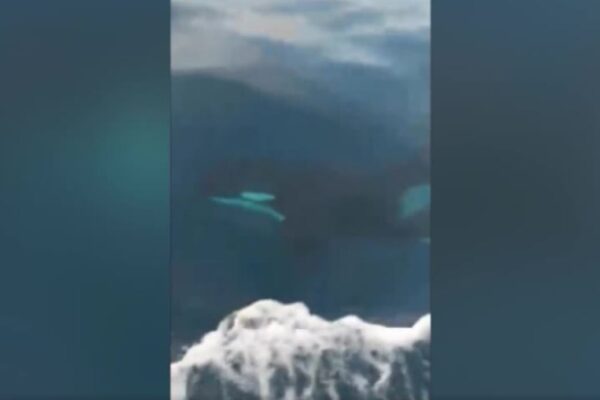 Messina, tre orche avvistate nelle stretto… Sono quelle di Genova?