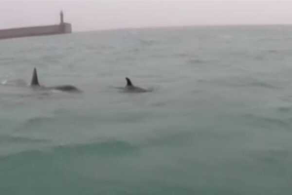 Gruppo di orche filmato davanti al porto di Genova
