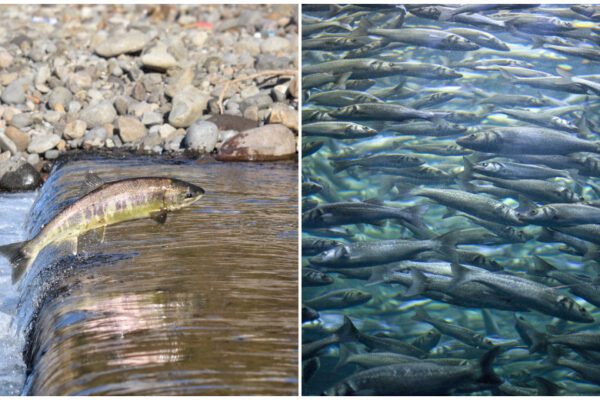 Salmoni vs Sardine, i giovani liberali: “Non è così che si cambia la politica”