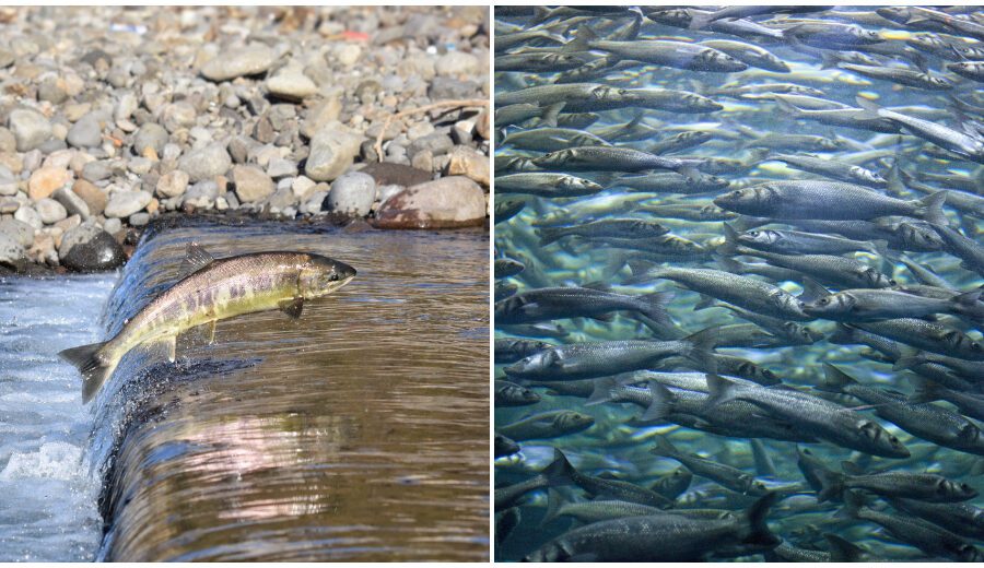Salmoni vs Sardine, i giovani liberali: “Non è così che si cambia la politica”