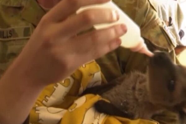 Roghi Australia, l’esercito cura i cuccioli feriti