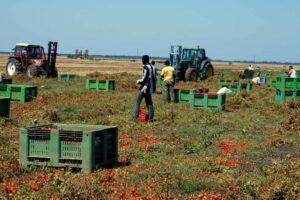 Lavoro nei campi vietato nelle ore più calde: l’ordinanza dopo la morte del bracciante