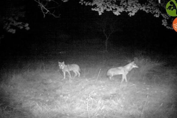 [VIDEO] Lupi e cinghiali lottano per la sopravvivenza