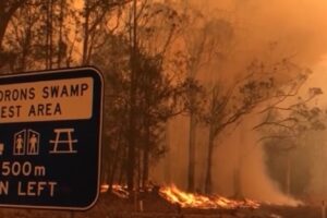 Australia in fiamme, allarme WWF: 8000 koala dispersi