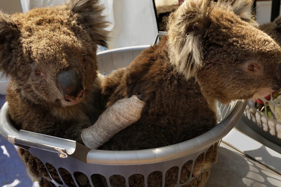 Strage di Koala, dopo gli incendi ora muoiono annegati