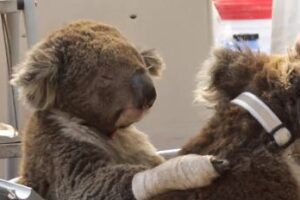 I koala attendono di essere trattati per ustioni e disidratazione I koala attendono di essere trattati per ustioni e disidratazione