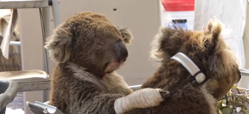 I koala attendono di essere trattati per ustioni e disidratazione