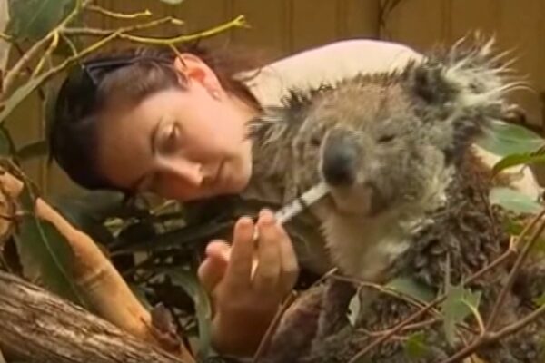 Koala colpiti dagli incendi, gli australiani si prodigano per salvarli