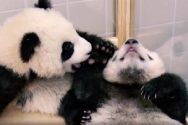 Zoo di Berlino, due baby panda pronti per la loro prima uscita