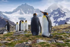 Antartide senza neve, le isole superano i 20 gradi con caldo record