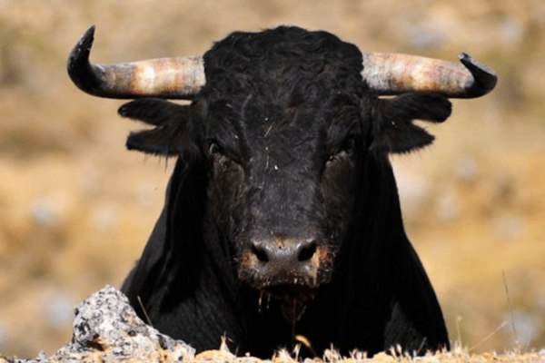 Toro a spasso a Roma, dopo cinghiali e istrici è Zoo Capitale