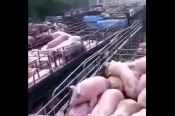 Psicosi coronavirus, in Cina soppressi migliaia di animali