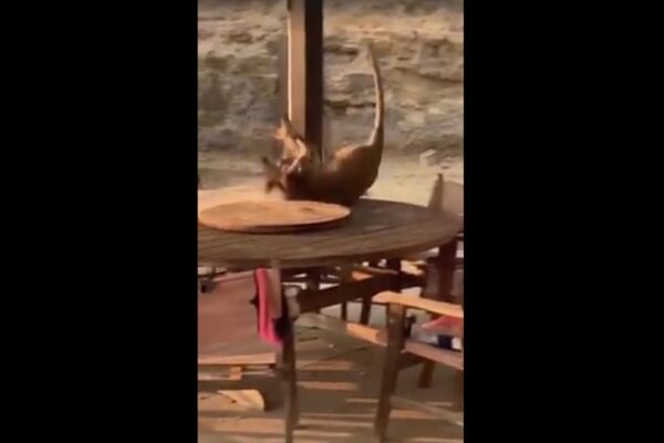 Rissa tra canguri, video irresistibile