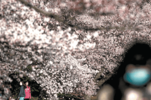 La ferocia della natura, tutti chiusi in casa mentre fuori esplode la primavera La ferocia della natura, tutti chiusi in casa mentre fuori esplode la primavera