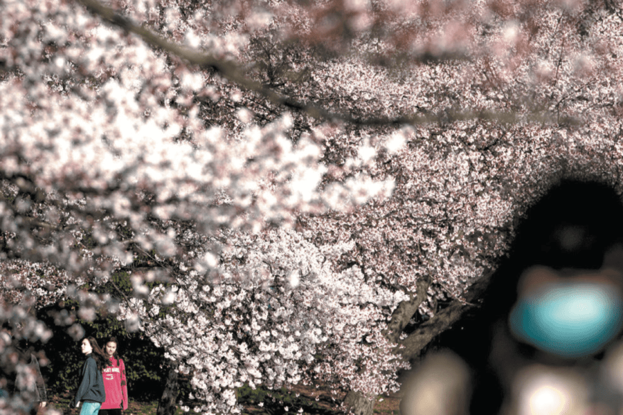 La ferocia della natura, tutti chiusi in casa mentre fuori esplode la primavera