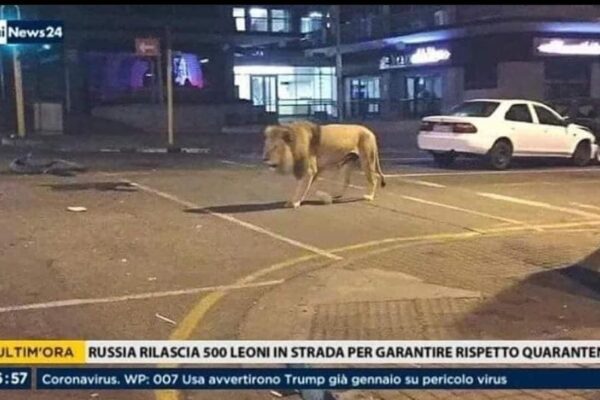 Russia, 500 leoni in strada per garantire quarantena, la bufala che spopola sul web