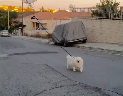 Coronavirus, vietato uscire? È il drone che porta il cane a passeggio