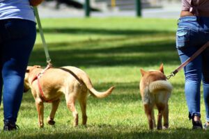 Coronavirus, ecco tutte le bufale sugli animali domestici