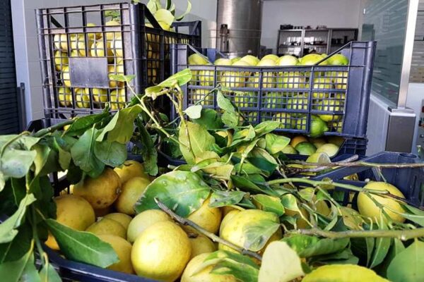 Coronavirus, arriva l’igienizzante per le mani con olio essenziale di bucce di limone