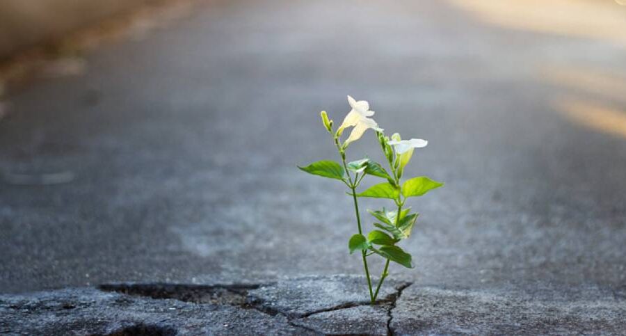 Organizziamo la Speranza: Verso la fase 3