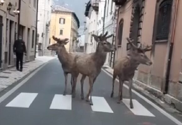 Coronavirus, cervi ‘sfidano’ quarantena in Abruzzo