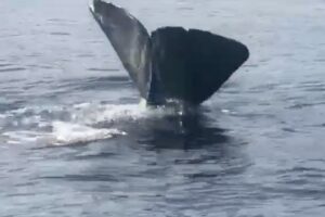 L’avvistamento del pescatore: un capodoglio al largo della Costiera Amalfitana