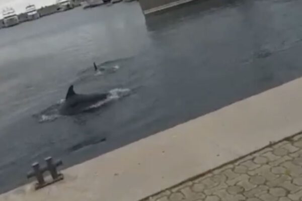 Ischia, la magia dei delfini nel porto di Casamicciola