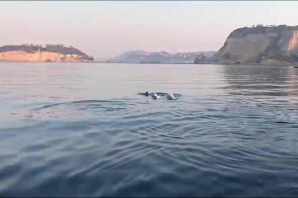 Lo spettacolo nel mare di Napoli all’alba: l’emozionante passaggio dei delfini alla Gaiola