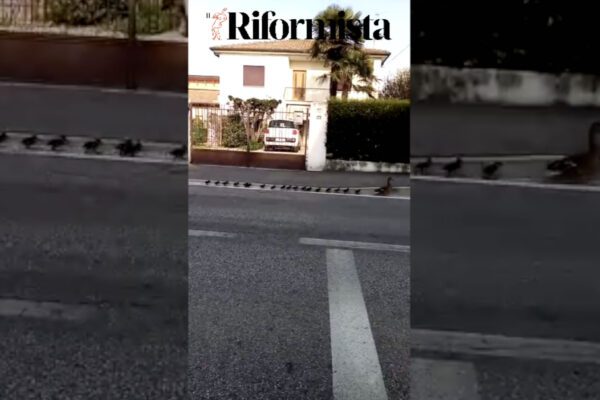 Gruppo di anatre cammina per le strade i Montebelluna