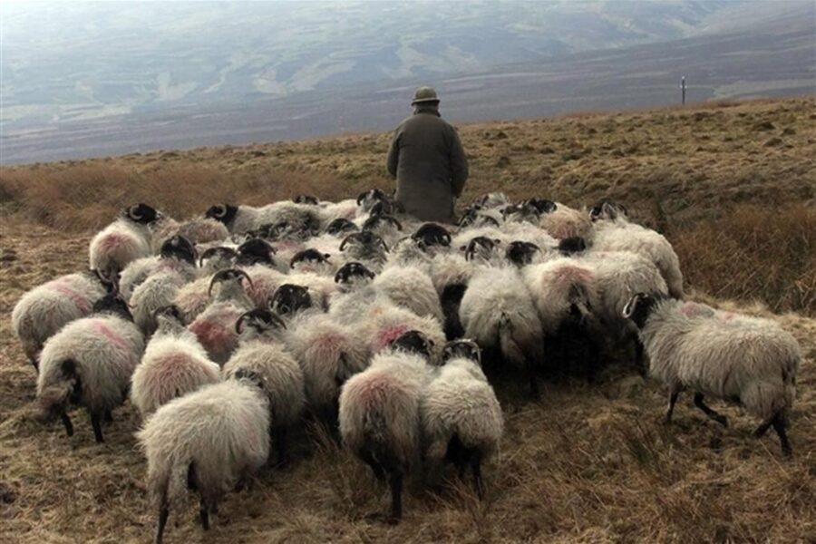 Ode ai pastori, ultimi esempi di un’umanità perduta